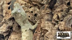 Mniarogekko chahoua (Pagekon lišejníkovitý) neurčení a samice