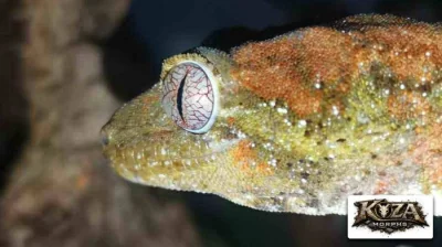 Mniarogekko chahoua (Pagekon lišejníkovitý) neurčení a samice