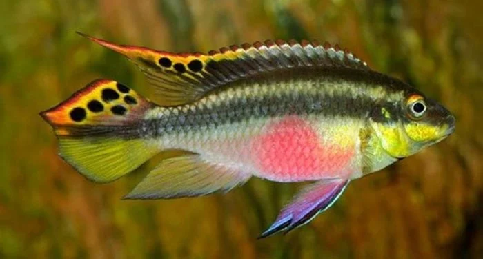 Pestřenec červený - Pelvicachromis pulcher
