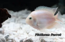 Kančík příčnopruhý Platinum - kříženec  Platinum Parrot