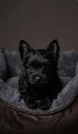 Prodej štěňátek s PP Yorkshire Terrier - black
