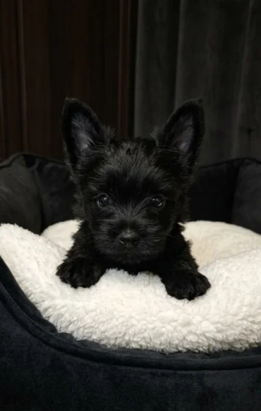 Prodej štěňátek s PP Yorkshire Terrier - black