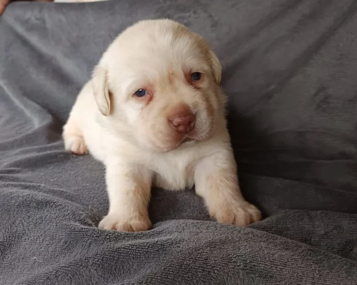 Nabídka štěněte labradorského retrievera