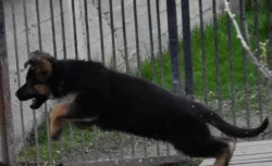 Německý ovčák štěňata - Rokycany