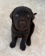 Štěňata labradorského retrívra
