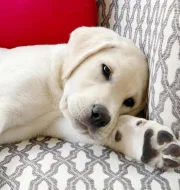 Štěňata labradorského retrívra