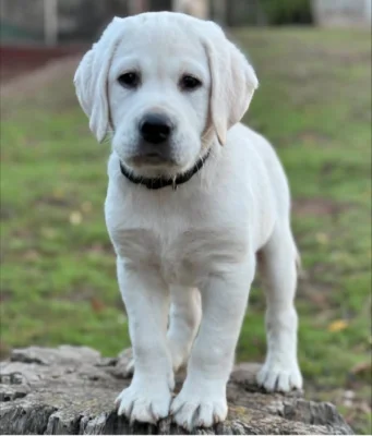 Štěňata labradorského retrívra