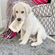 Štěňata labradorského retrívra