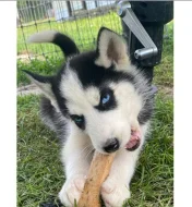 Čistokrevný sibiřský husky