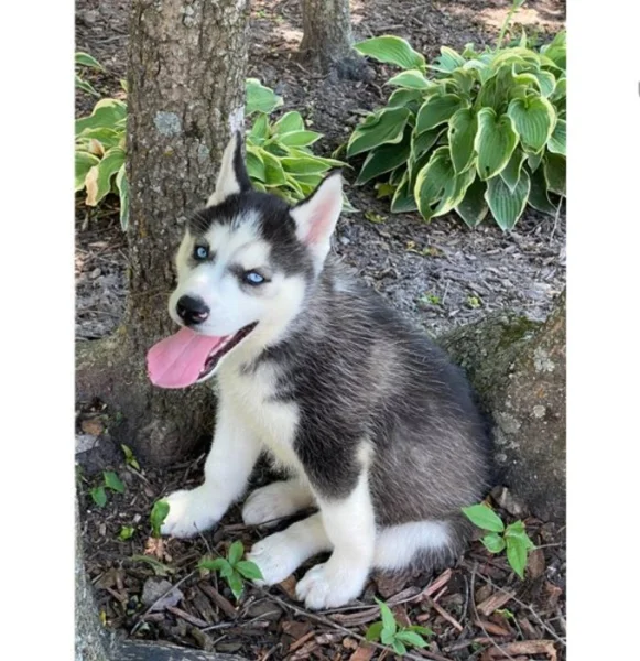 Čistokrevný sibiřský husky
