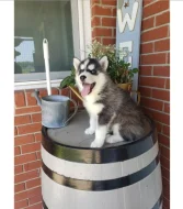 Čistokrevný sibiřský husky