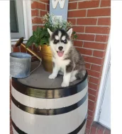 Čistokrevný sibiřský husky
