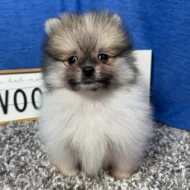 Prodám čistokrevného pomeraniana