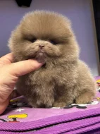 Prodám čistokrevného pomeraniana