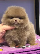 Prodám čistokrevného pomeraniana