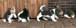 Štěňata čistokrevného bígla