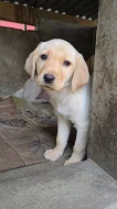 Prodám labradorského retrívra.