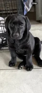 Prodám labradorského retrívra.
