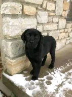 Prodám labradorského retrívra.