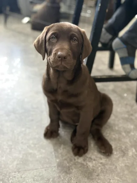 Prodám labradorského retrívra.