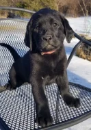 Prodám labradorského retrívra.
