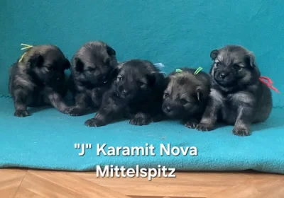 Německý špic střední štěňátka