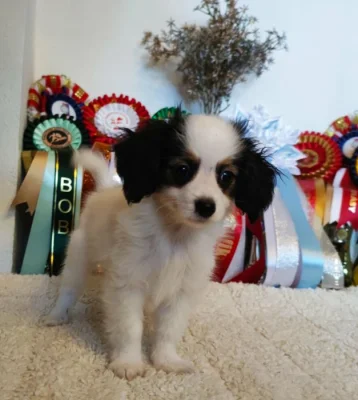 Papillon - Phaléne s PP