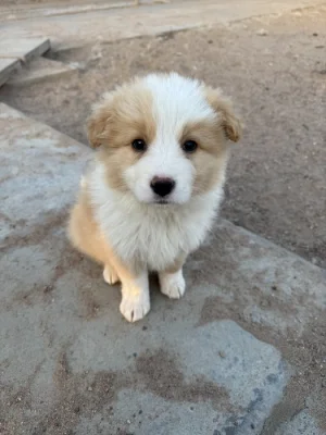 Border kolie kluk s PP