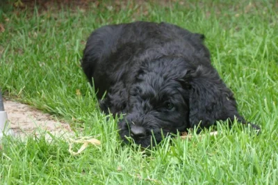Ruský černy teriér - štěňata FCI s PP
