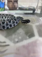 A. Squamigera 1.1, Sistrurus M. Barbouri 1.1