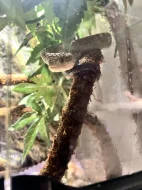 A. Squamigera 1.1, Sistrurus M. Barbouri 1.1