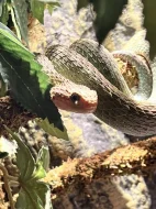 A. Squamigera 1.1, Sistrurus M. Barbouri 1.1