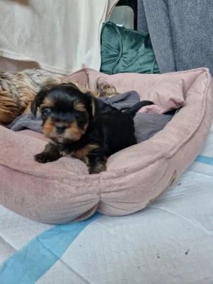 Yorkshire terrier štěňátka