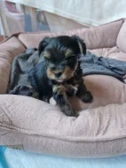 Yorkshire terrier štěňátka