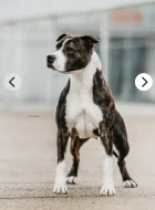 Prodám štěňátka Americký staffordšírský teriér