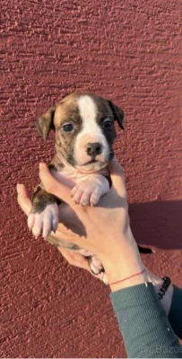 Prodám štěňátka Americký staffordšírský teriér