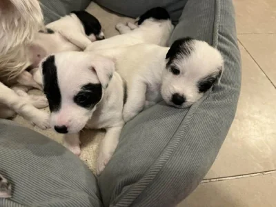 Parson russell terier