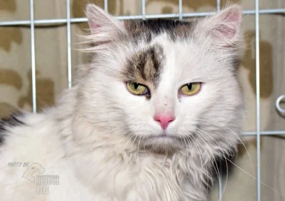 Nalezený kocour hledá nový domov