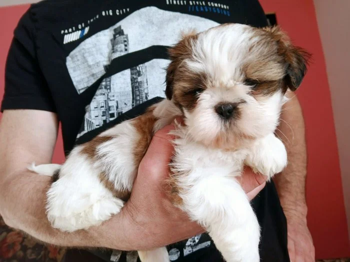 Shih tzu holčička