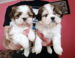 Shih tzu holčička