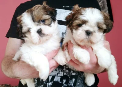Shih tzu holčička