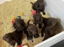 K dispozici labradorský retrívr