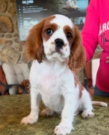 Kavalír King Charles španěl