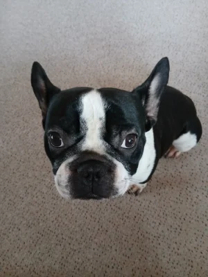 Francouzský buldoček