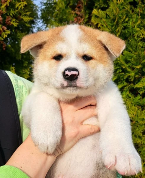 Akita Inu šťěňátka