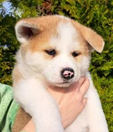 Akita Inu šťěňátka