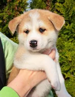 Akita Inu šťěňátka