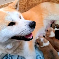 Akita Inu šťěňátka