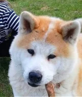 Akita Inu šťěňátka