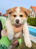 Akita Inu šťěňátka